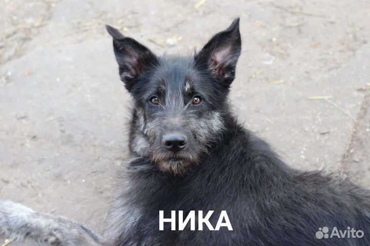 Собака в добрые руки