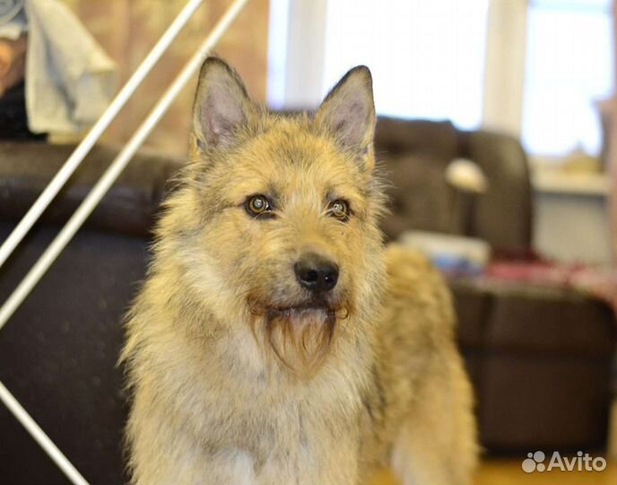 Обаятельный бородатик ищет дом