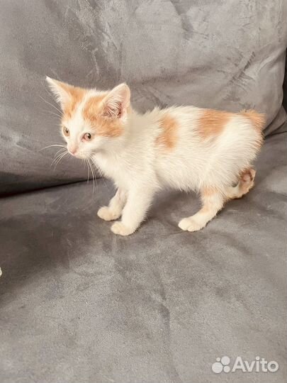 Котенок рыжий в добрые руки бесплатно