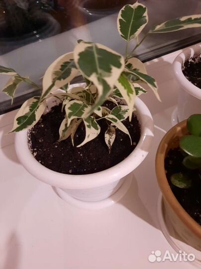 Толстянка,стапелия,бенжамин,хойя