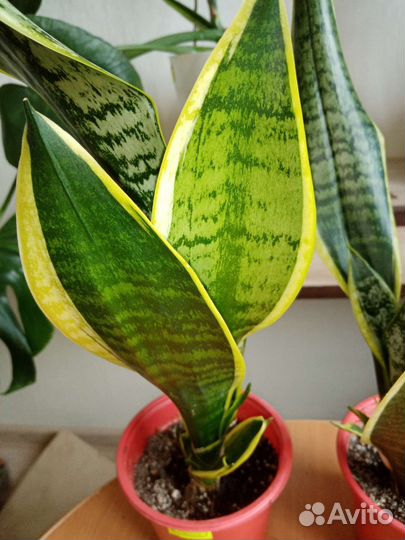 Сансевиерия сортовая