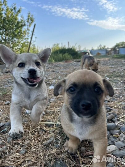 Щенки