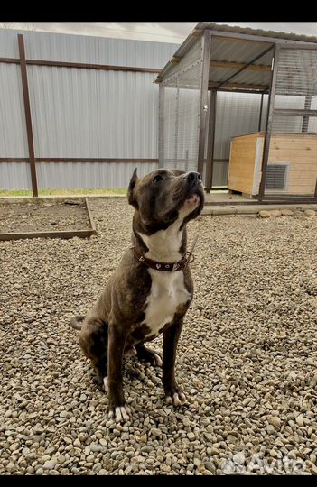 Амстафф вязка