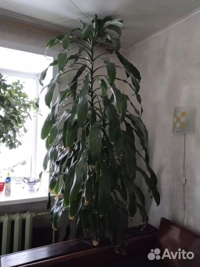 Дерево счастья 2м 65см