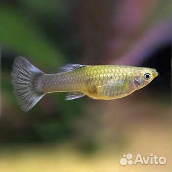 Гуппи, улитки аквариумные