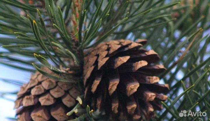 Шишки сосновые
