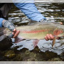 Свежая рыба форель