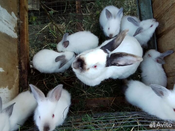 Крольчата