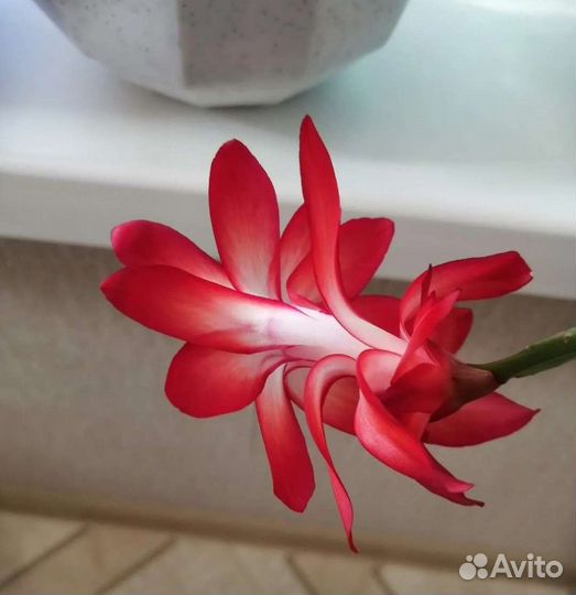 Спатифиллум