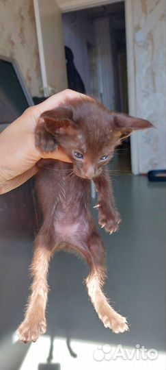 Ориентальные котята
