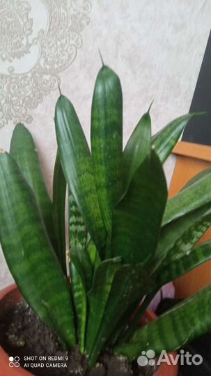 Сансевиерия