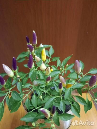 Перец острый, декоративный, комнатный, многолетний