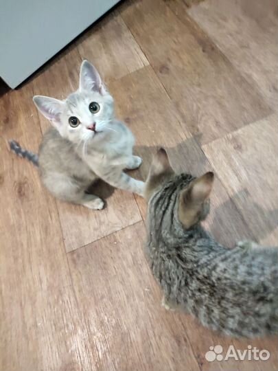 Кошечка- красавица