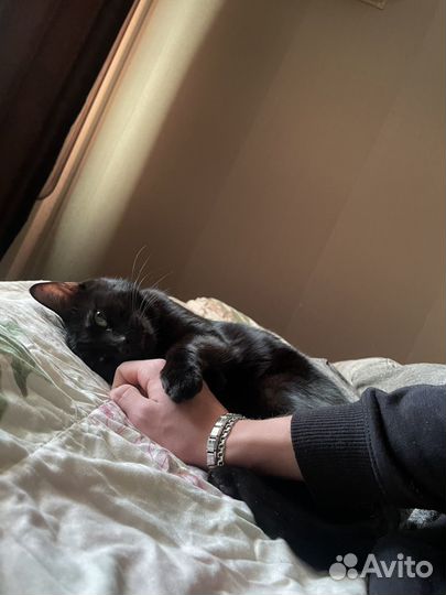 Черный кот в добрые руки
