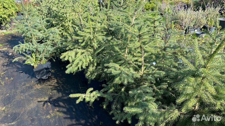 Садовые растения