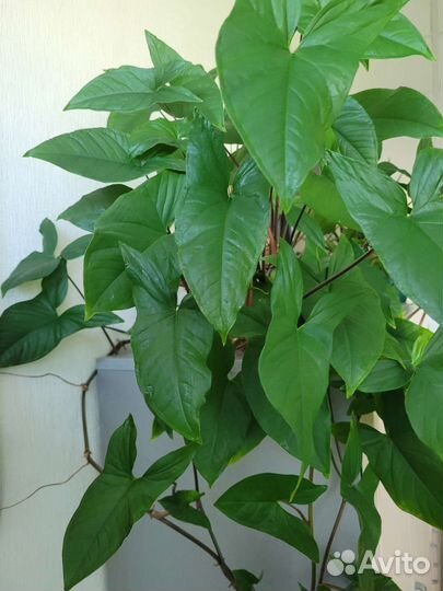 Филодендрон плетущийся