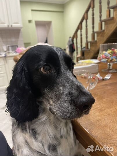 Вязка Русский охотничий спаниель