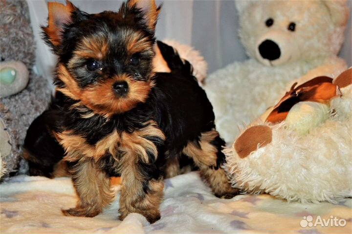 Щенки йоркширского терьера