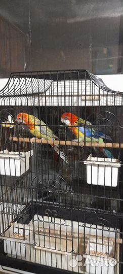 Попугайчик розелла девочка