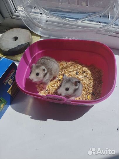 Хомячки