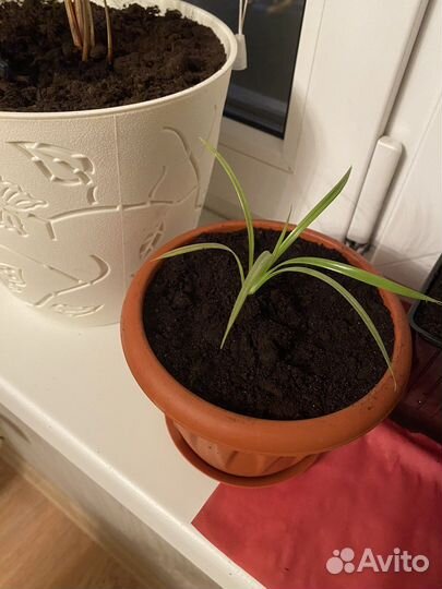 Фиалки, Денежное дерево, сикуленты, кактус