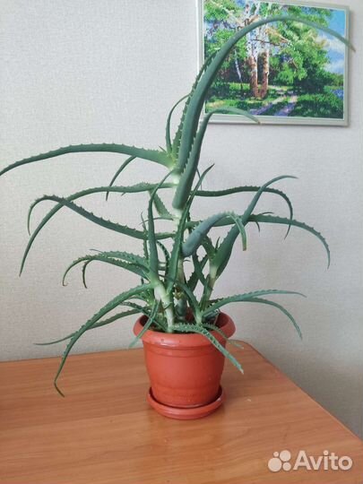 Алоэ-Столетник