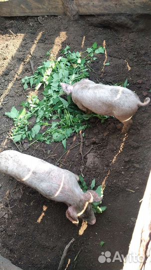 Амурская область. Октябрьский район. Черёмушки