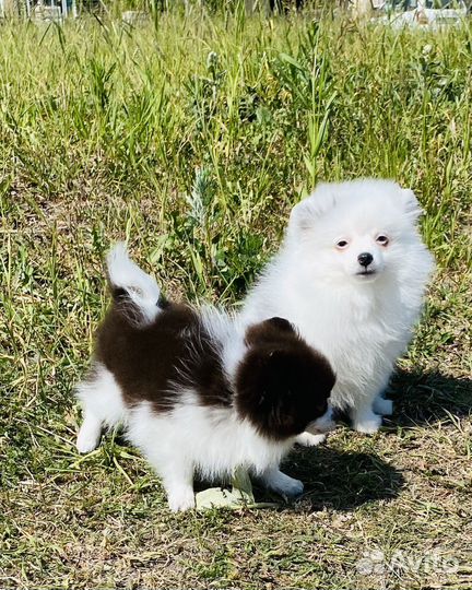 Щенки шпица