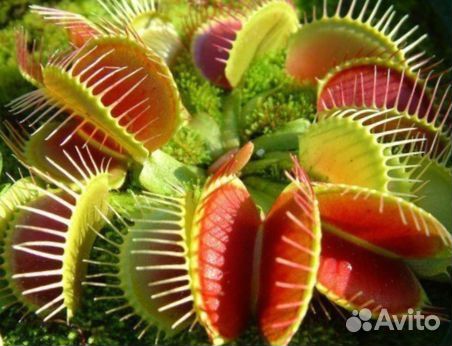 Венерина мухоловка дионея