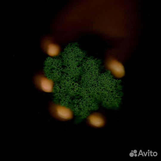 Стабилизированный Мох, Зеленые Оттенки