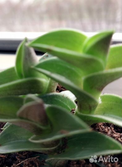 Традесканции разные