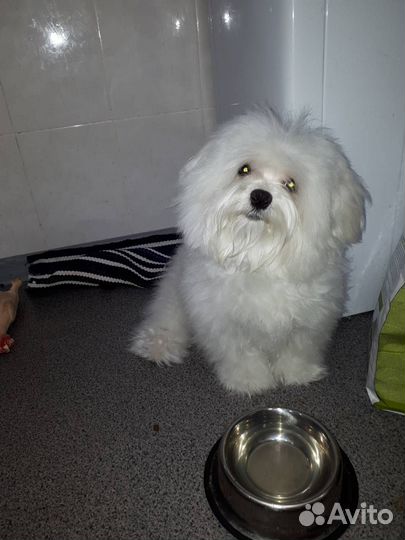 Предлагаю на вязку кобеля мальтийская болонки