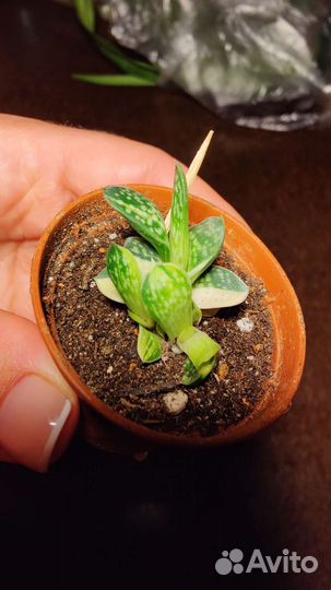 Гастерия Веррукоза