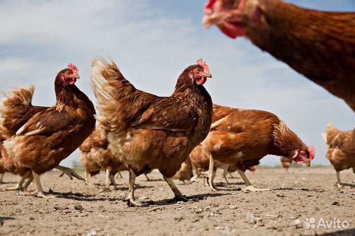 Куры несушки от 9 месяцев