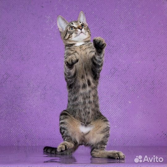 Котик,фенотип бенгальской кошки Тошка, 4 мес в дар