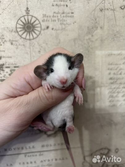 Ручные крысята Дамбо.Большой выбор