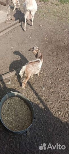 Нубийские козлята