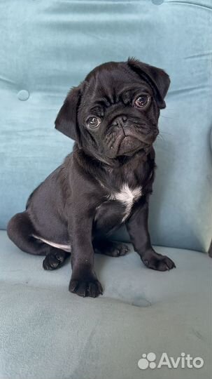 Щенки Мопса