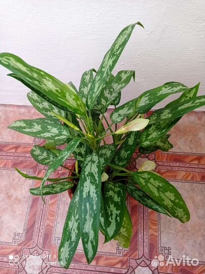Аглаонема мария