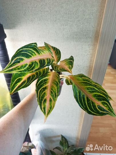 Аглаонемы разные