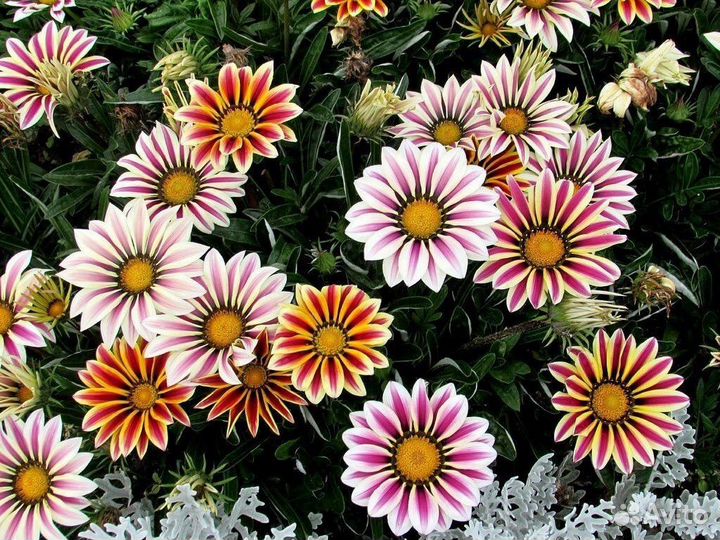 Газания блестящая, декоративные цветы, семена