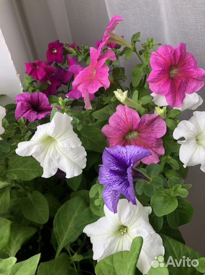 Рассада петунии