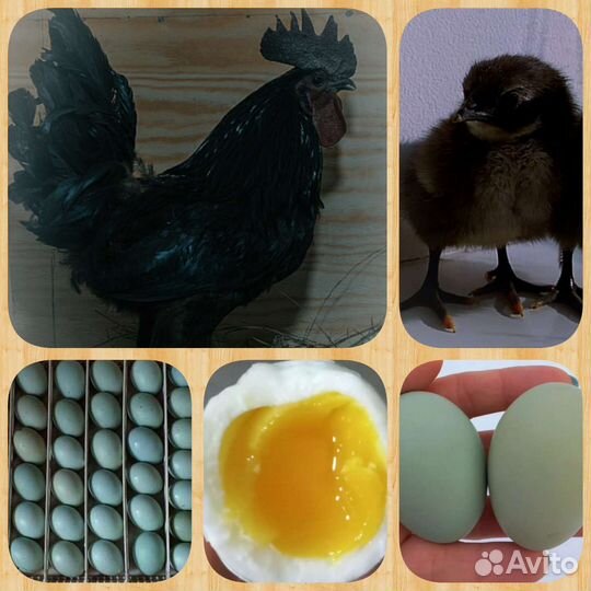 Инкубационное яйцо. цыплята Ухейилюй