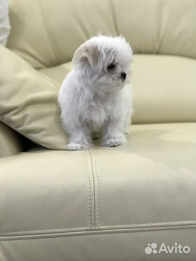 Мини девочка мальтезе