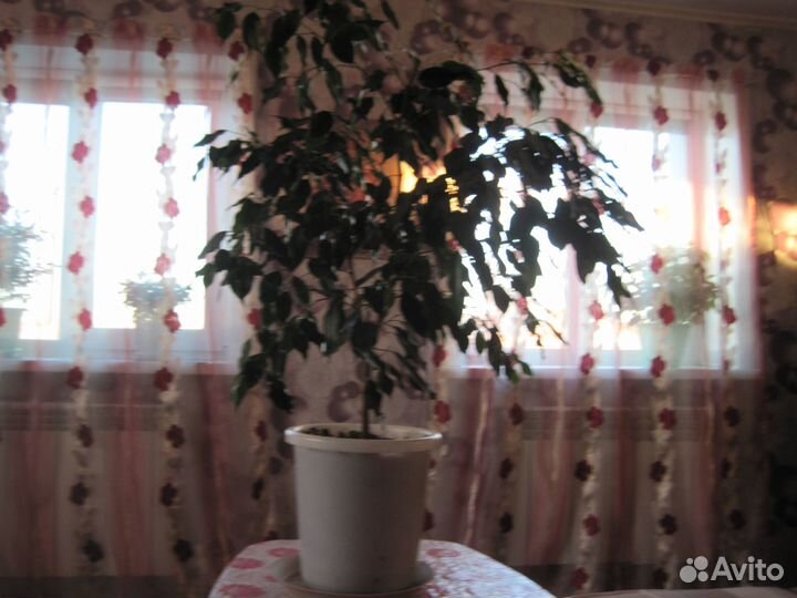 Фикус бенджамина