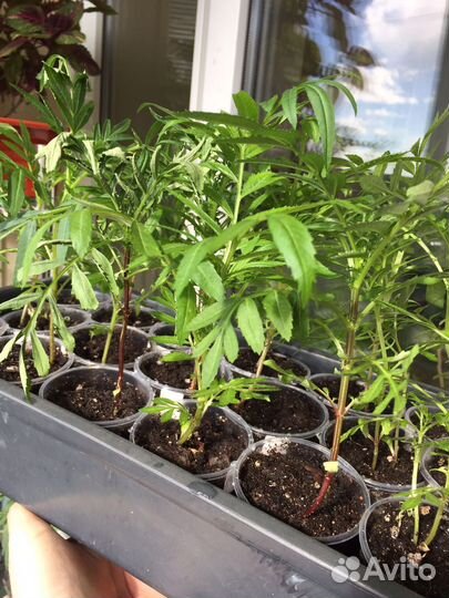 Бархатцы рассада