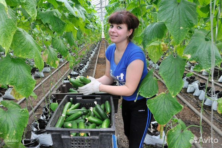 Рабочий в теплицы вахта