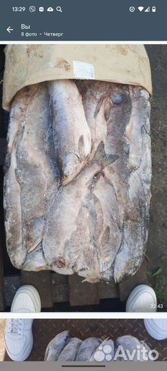 Свежая рыба горбуша
