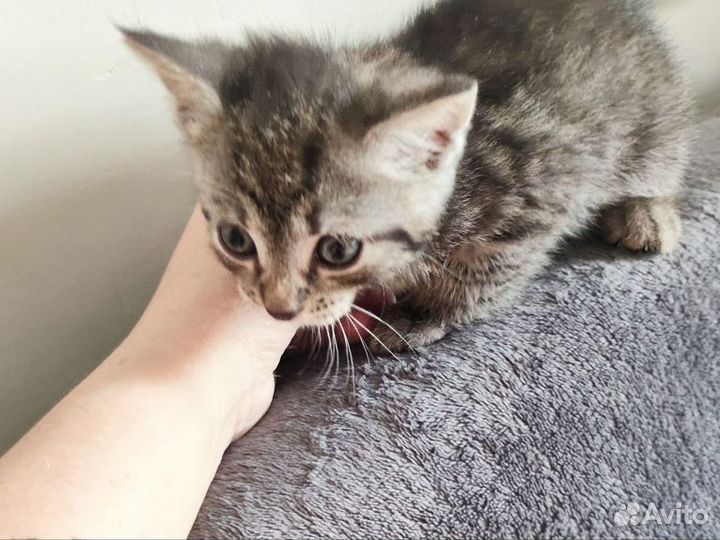 Котята бесплатно