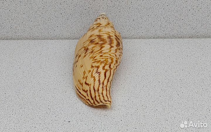 Фулгорария 11,7 морская ракушка раковина